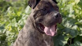 Imagen de Fighter difundida por la protectora 'Tu Fiel Amigo' de Quintanar del Rey (Cuenca).