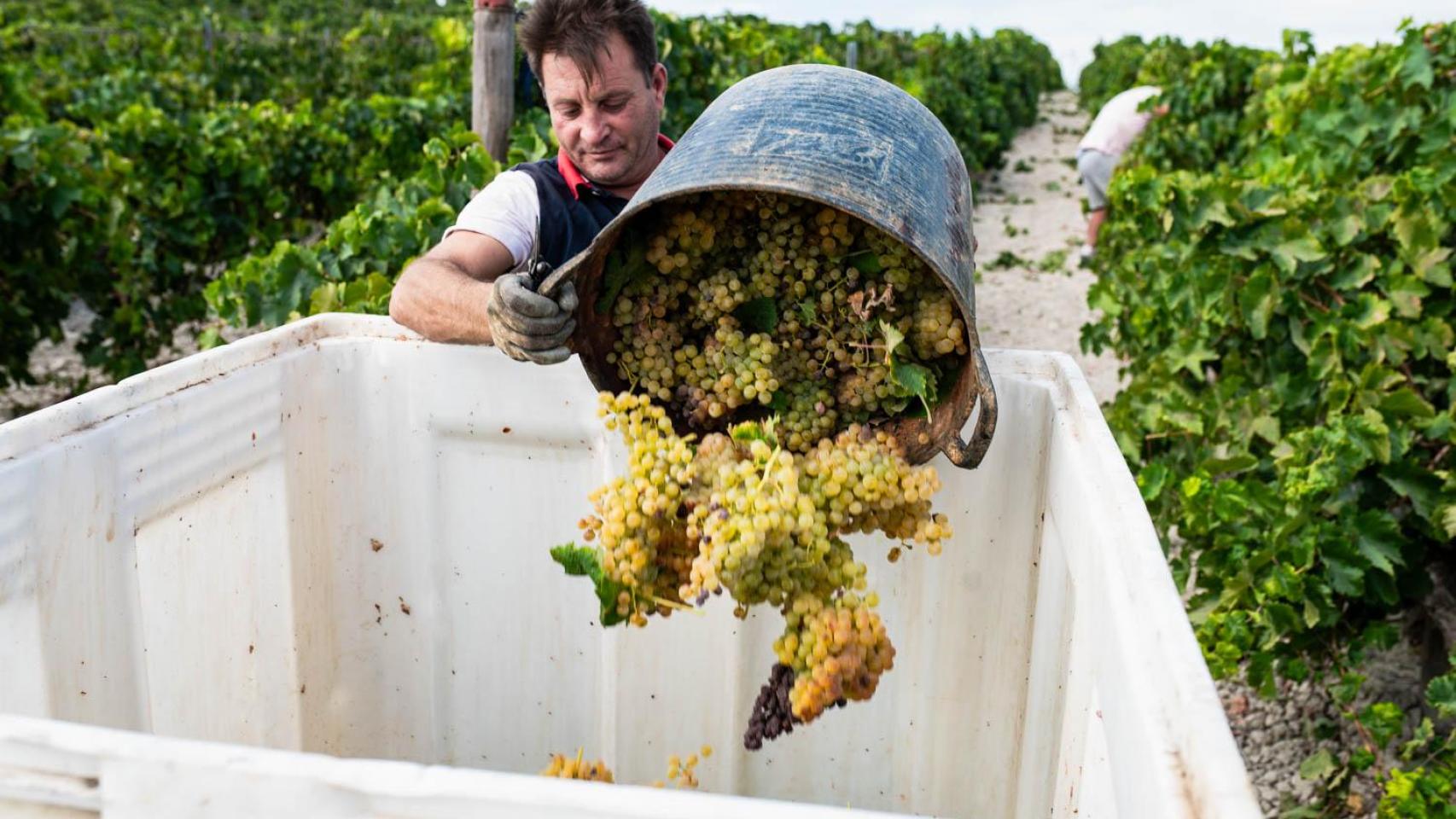 La ola de calor funde las viñas del Marco de Jerez en plena vendimia.