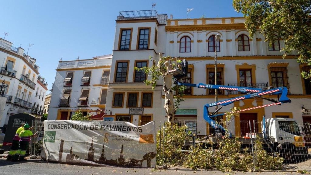 Operarios de Parques y Jardines, en labores de apeo de un árbol en la calle Adriano.