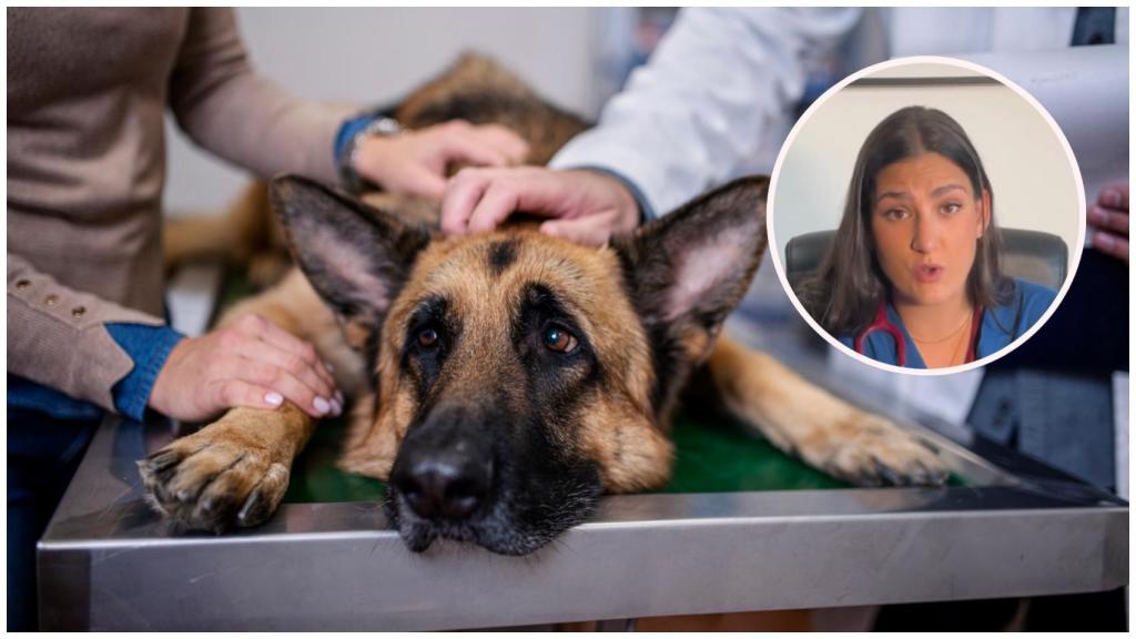 Imagen de un perro enfermo junto a Alessia Pawdoc.