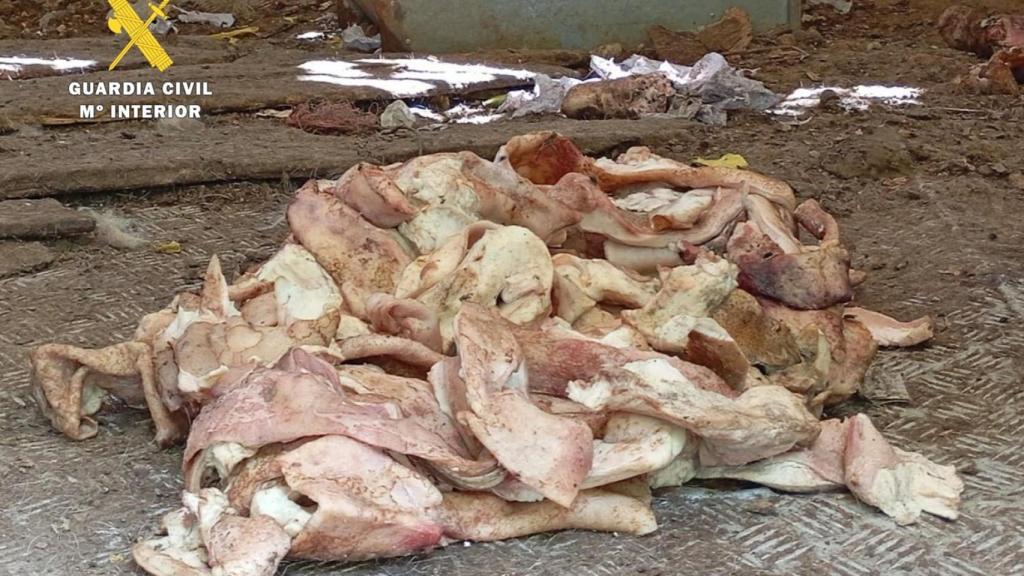 Imagen de la situación en la que estaba el animal