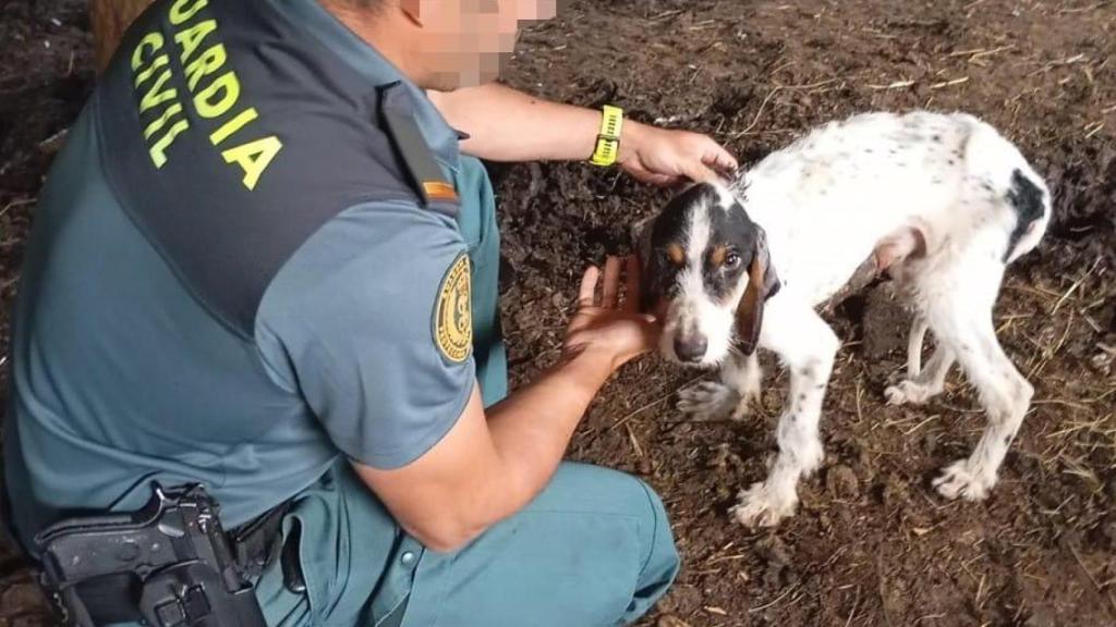 El Guardia Civil rescata al perro del camión