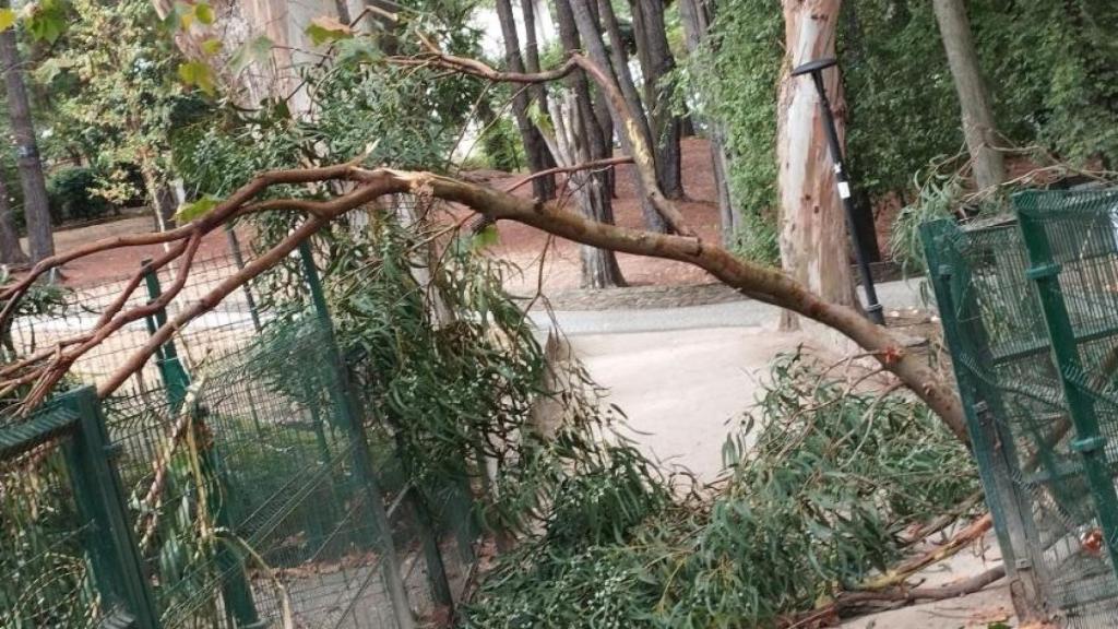 Rama caída en el Parque de Santa Margarita.