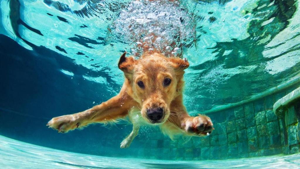Un perro dentro de una piscina nadando.