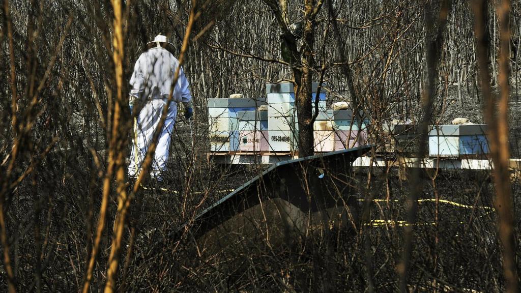 Un apicultor revisa y riega sus colmenas junto a una zona quemada por el incendio de Cualedro