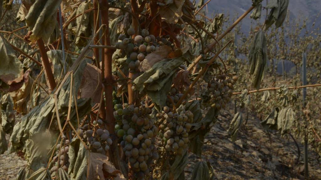 Viña afectado por el fuego, en las laderas de Cernego, en Villamartín de Valdeorras.