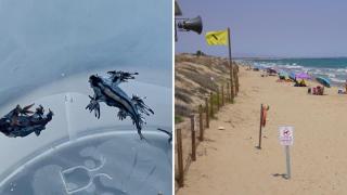 Los dragones azules encontrados en la playa dels Vivers de Guardamar del Segura.