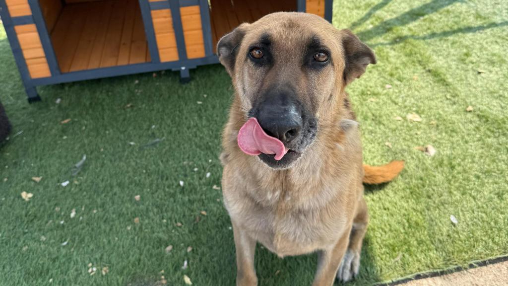 Uno de los dos perros de Andrés Santiago con su nueva caseta reconstruida.