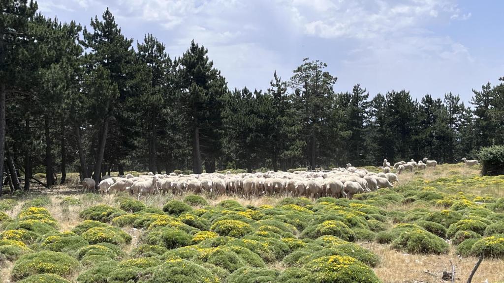 Un rebaño de ovejas pastando en una zona de Huesca