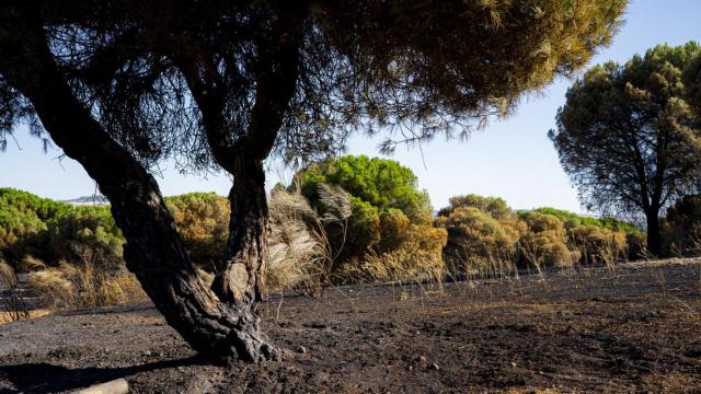 Las plantas pirófilas son resistentes al fuego.
