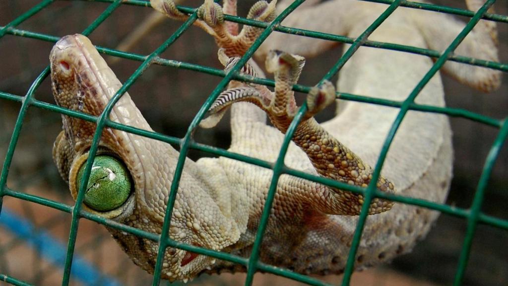 Un gecko de la especie Gekko smithii.