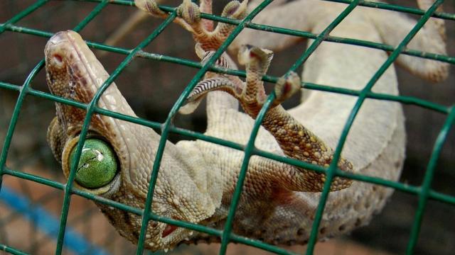 Un gecko de la especie Gekko smithii.