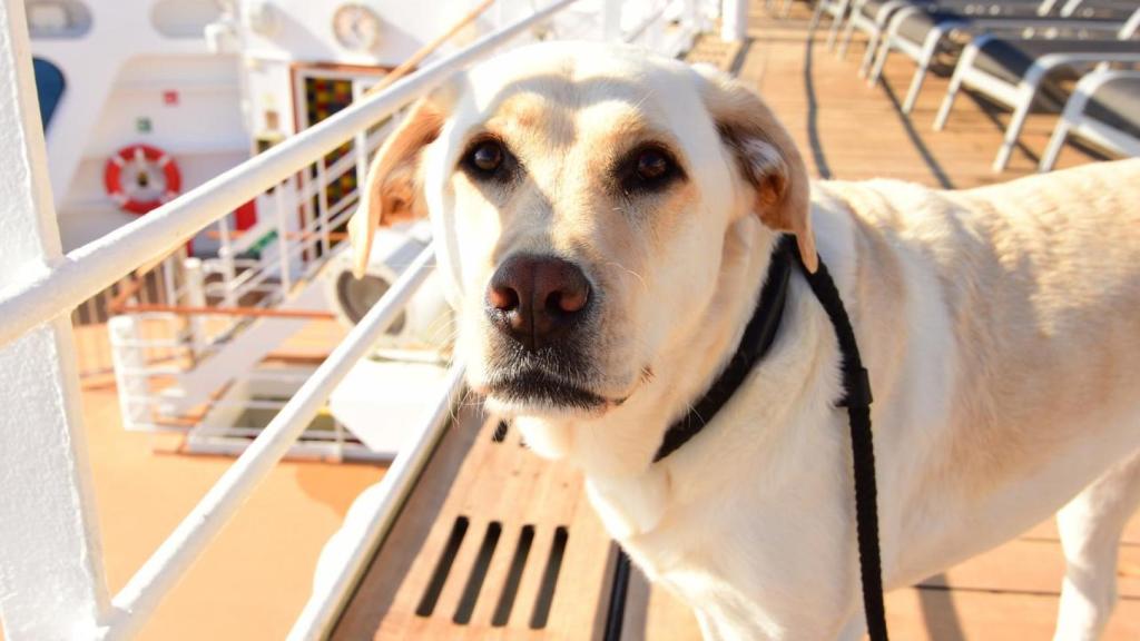 Un perro en un crucero.