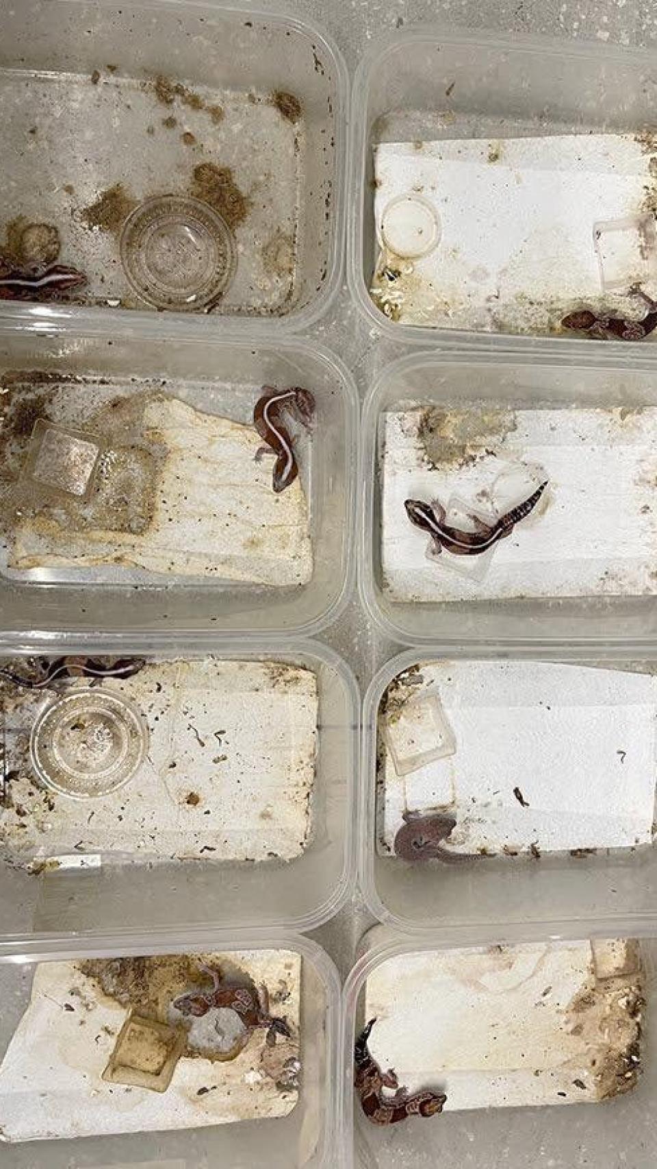 Gecos abandonados en contenedores de plástico.