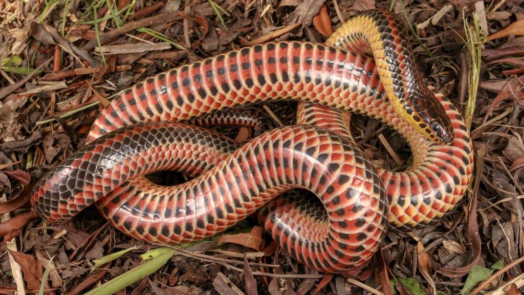 Farancia erytrogramma (serpiente arcoíris)  en Virginia.