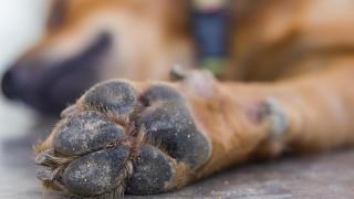 La almohadilla de un perro tumbado.