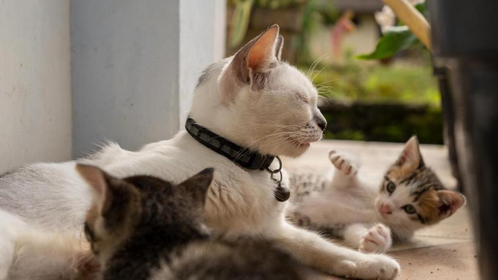 Una gata con sus crias.