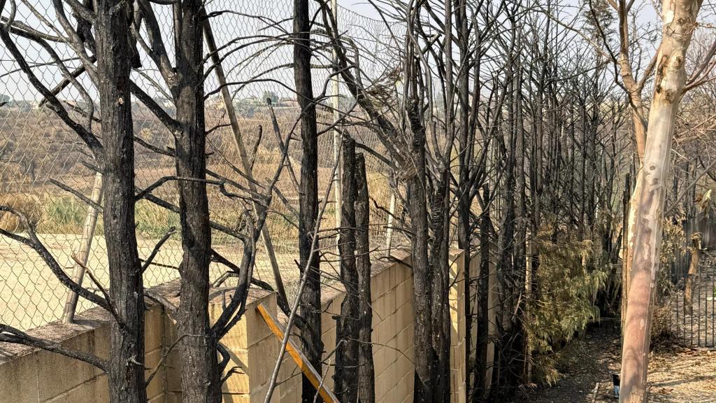 Los árboles quemados en el jardín de Andrés Santiago.