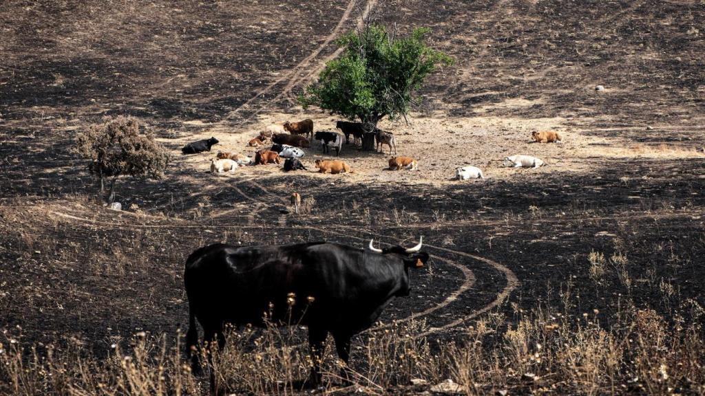 Varias vacas rodean el árbol 'milagro', a 17 de agosto de 2025, en Soto de Viñuelas, Tres Cantos, Madrid (España). El árbol se salvó gracias al cortafuegos natural que los animales crearon al consumir el pasto y limpiar el suelo.