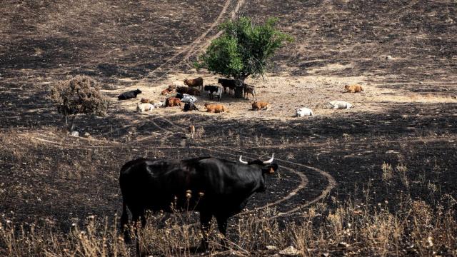Varias vacas rodean el árbol 'milagro', a 17 de agosto de 2025, en Soto de Viñuelas, Tres Cantos, Madrid (España). El árbol se salvó gracias al cortafuegos natural que los animales crearon al consumir el pasto y limpiar el suelo.