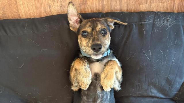 Maro, el perrito que he rescatado de la calle en Granada.