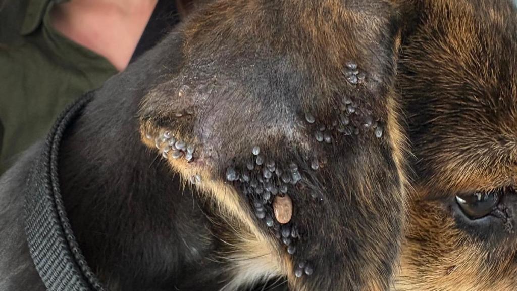 La oreja de Maro llena de garrapatas.