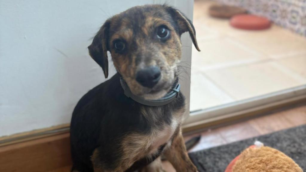 Maro en casa con un juguete.