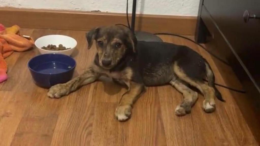 Maro, la primera noche en casa.