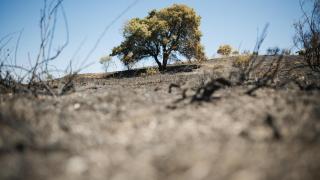 Biodiversidad abriéndose paso tras el fuego.