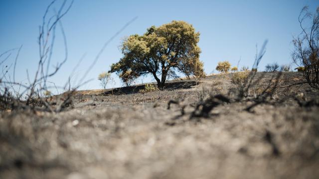 Biodiversidad abriéndose paso tras el fuego.