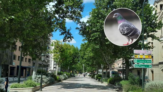 Collage del paseo Sagasta de Zaragoza y una paloma.