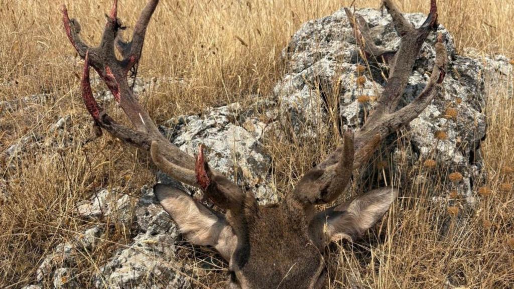 La Guardia Civil investiga una persona por matar un ciervo macho en época de veda