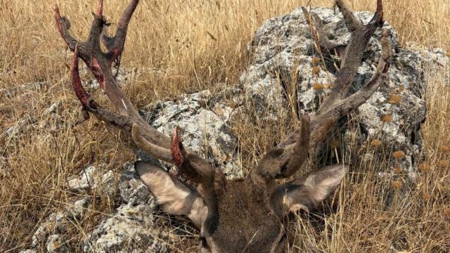 La Guardia Civil investiga una persona por matar un ciervo macho en época de veda