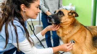 Una veterinaria con un perro.