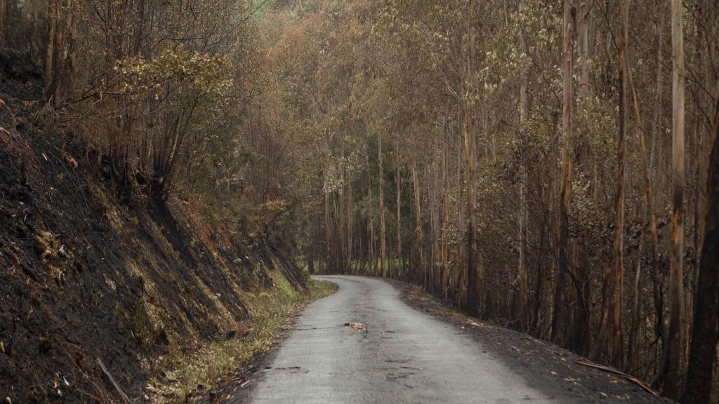 Los restos de un incendio de un bosque de eucaliptos y pinos en Lugo en 2023.