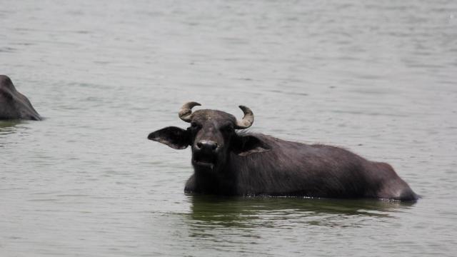 Un búfalo nadando.