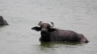 Un búfalo nadando.