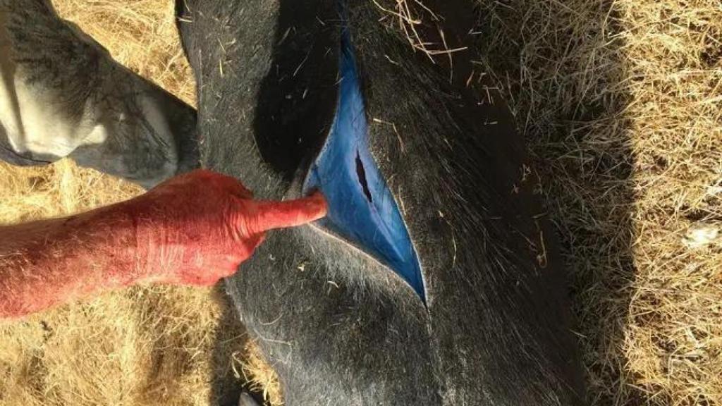 Algunos venenos para roedores llevan tinte azul para facilitar su identificación.