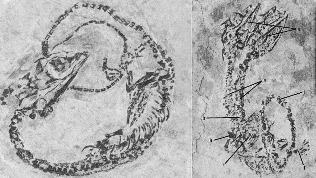 Diferencias entre un espécimen de 'Hyphalosaurus' normal, a la izquierda, y el de dos cabezas, a la derecha.