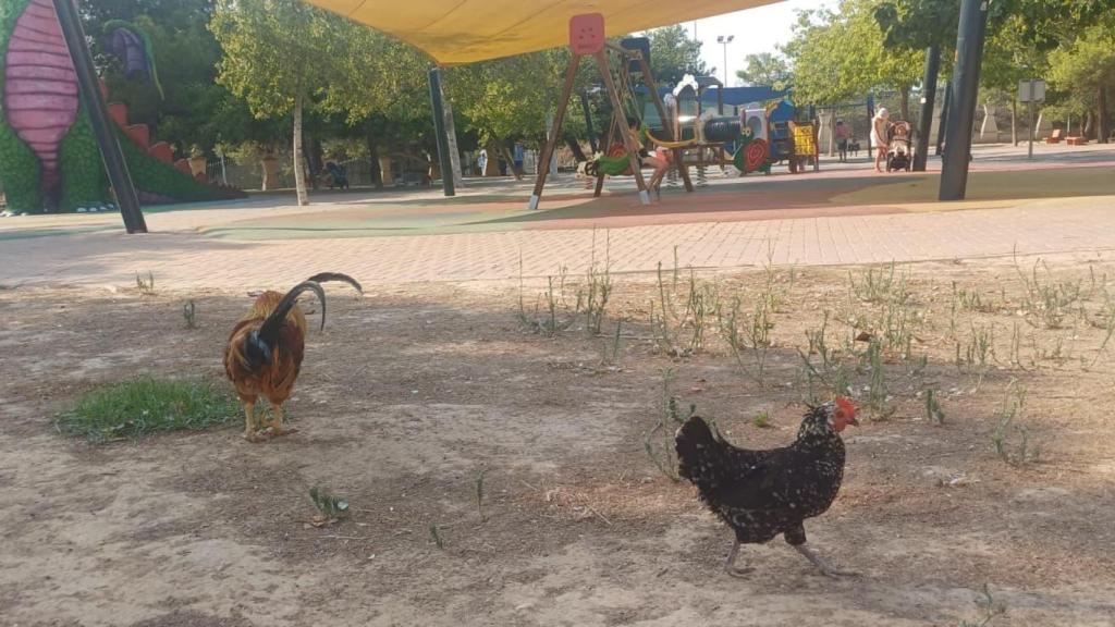 Unas gallinas cerca de unos comumpios en Torrevieja.