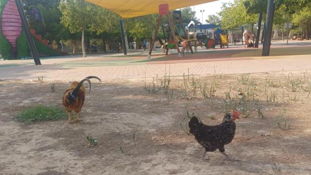 Unas gallinas cerca de unos comumpios en Torrevieja.
