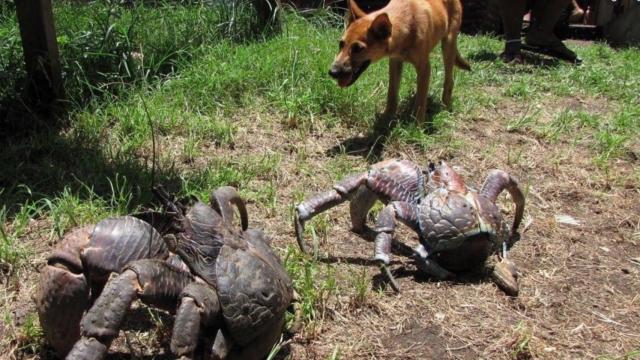 Un perro investiga a cangrejos de los cocoteros, los artrópodos más grandes.