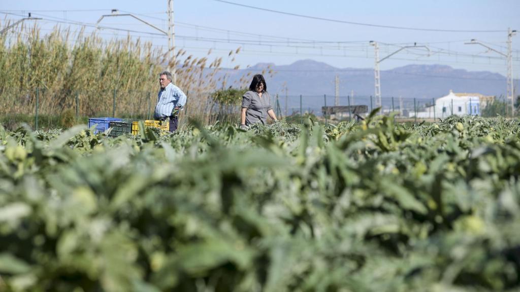 Dos agricultores en un campo de alcachofas.
