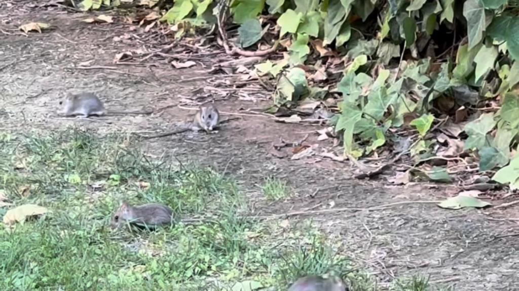 Ratas en el Parque Bruil de Zaragoza