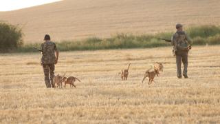 Primera jornada de la media veda de caza en Zamora, el pasado 15 de agosto