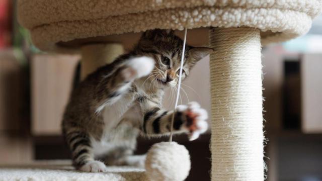 Un gato pequeño jugando en casa.