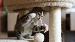 Un gato pequeño jugando en casa.