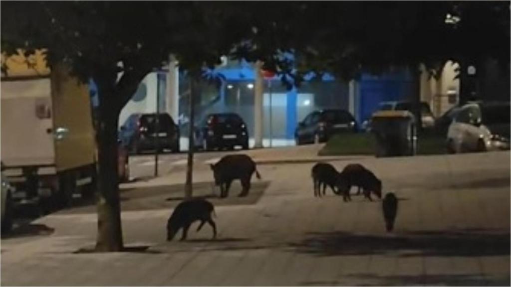últimos jabalís vistos en los Rosales de A Coruña