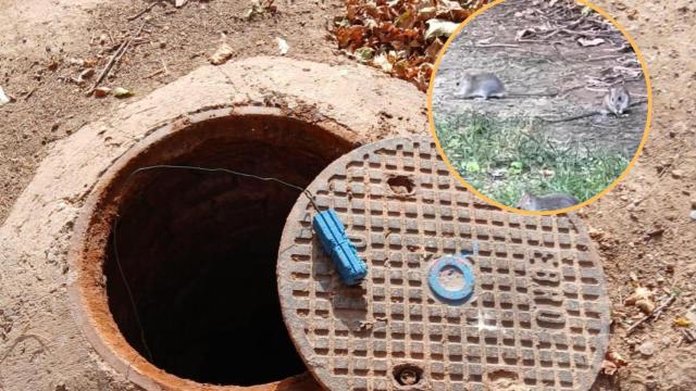 Trampas contra las ratas colocadas en el entorno del parque Bruil.