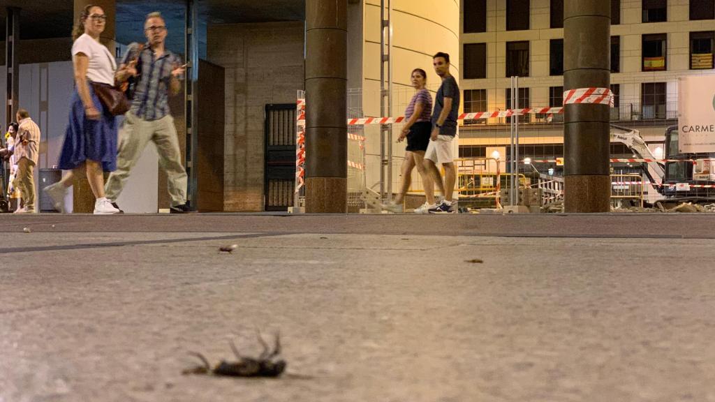 Cucarachas en la plaza del Pilar, este fin de semana.